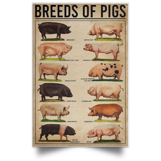 BREEDS OF PIGS POSTER NO FRAME  Satin Portrait Poster