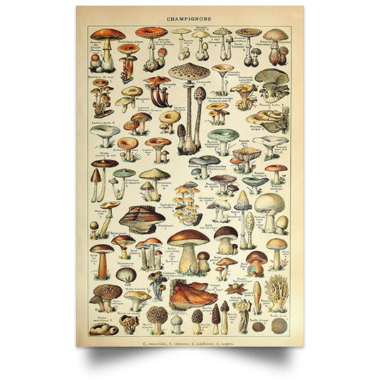 MUSHROOMS POSTER NO FRAME  Satin Portrait Poster